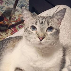 Meet your Posher, Marlowe